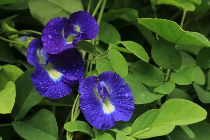 Bunga Telang untuk Mata Sehat: Mitos atau Fakta Melawan Minus dan Katarak?