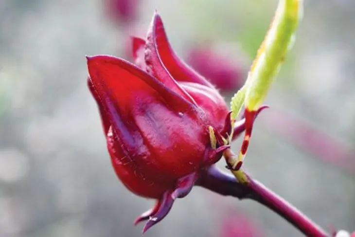 Dari Detox hingga Awet Muda: 5 Manfaat Rosella yang Tak Terduga!